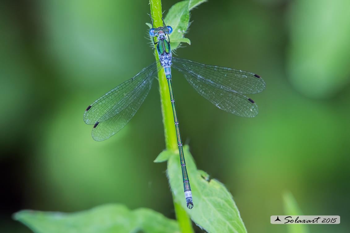 Lestes sponsa (maschio); Emerald Damselfly (male)