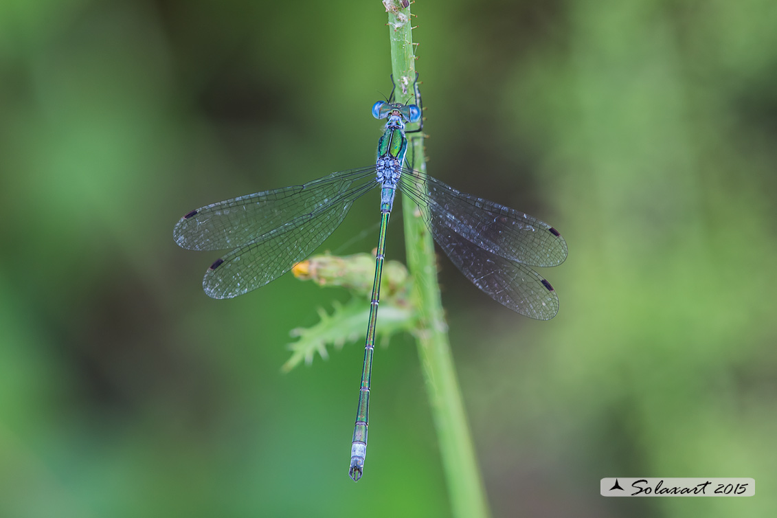 Lestes sponsa (maschio); Emerald Damselfly (male)