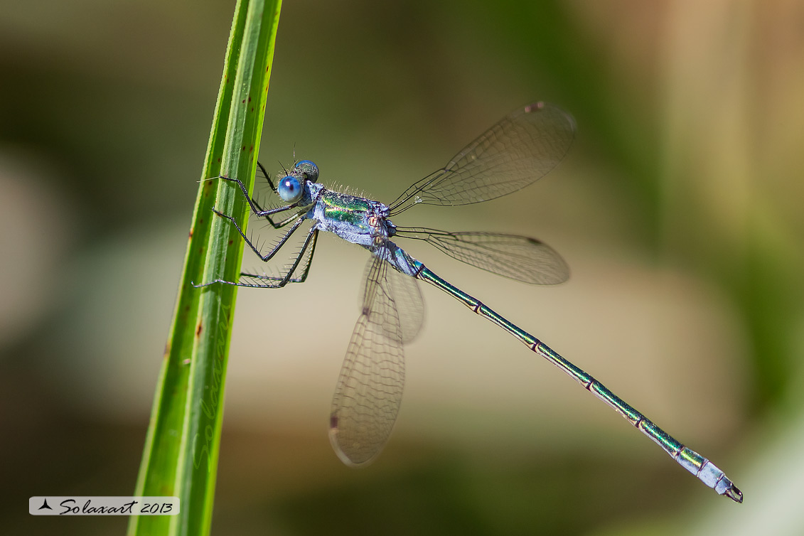 Lestes sponsa (maschio); Emerald Damselfly (male)