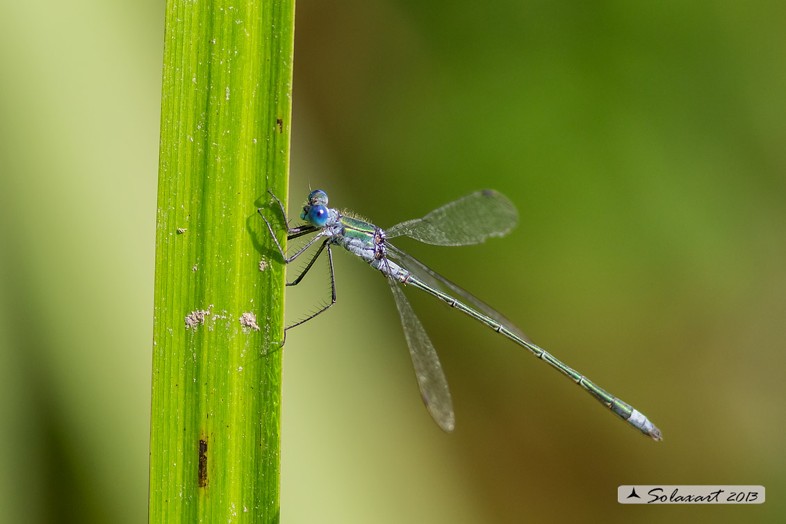 Lestes sponsa (maschio); Emerald Damselfly (male)