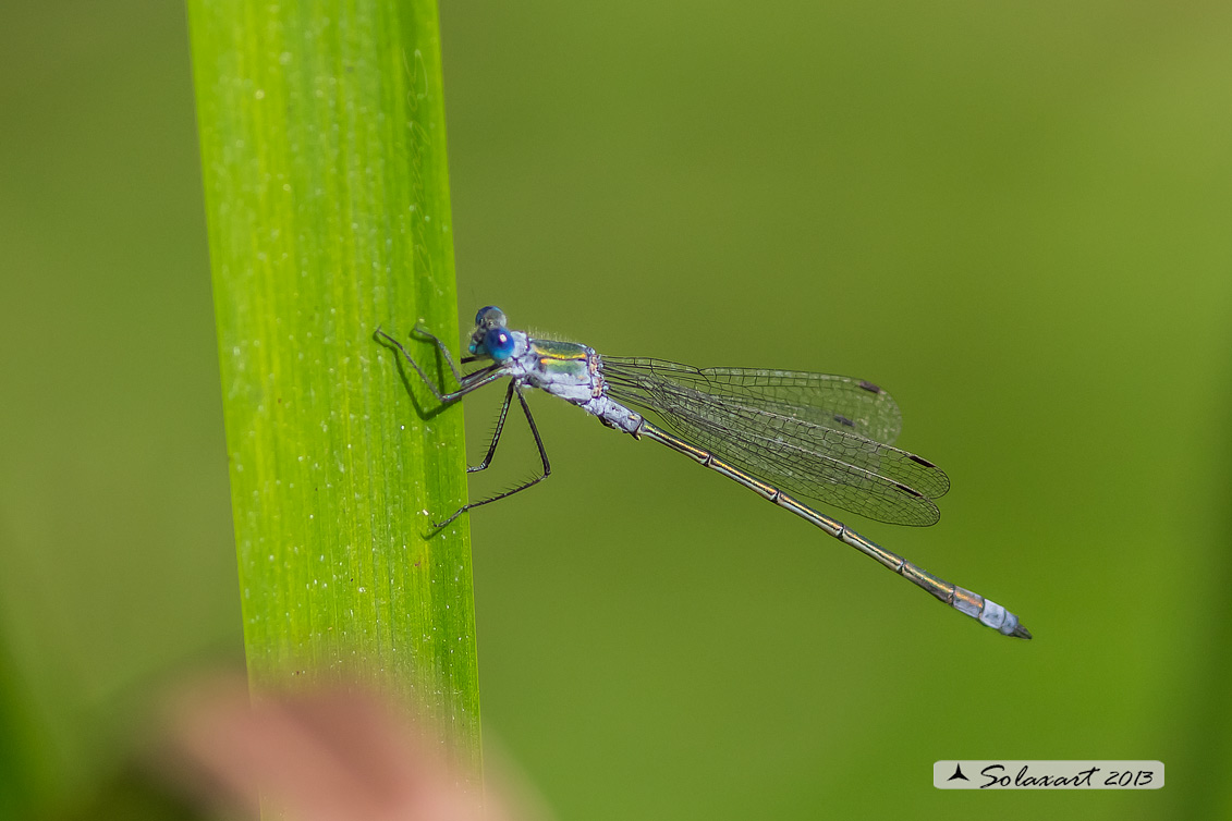 Lestes sponsa (maschio); Emerald Damselfly (male)