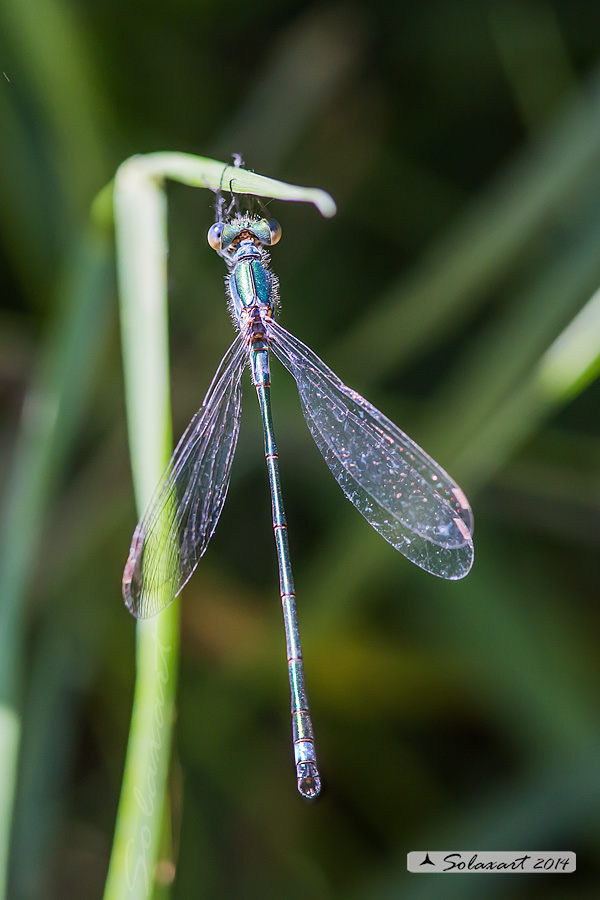 Lestes sponsa (maschio); Emerald Damselfly (male)