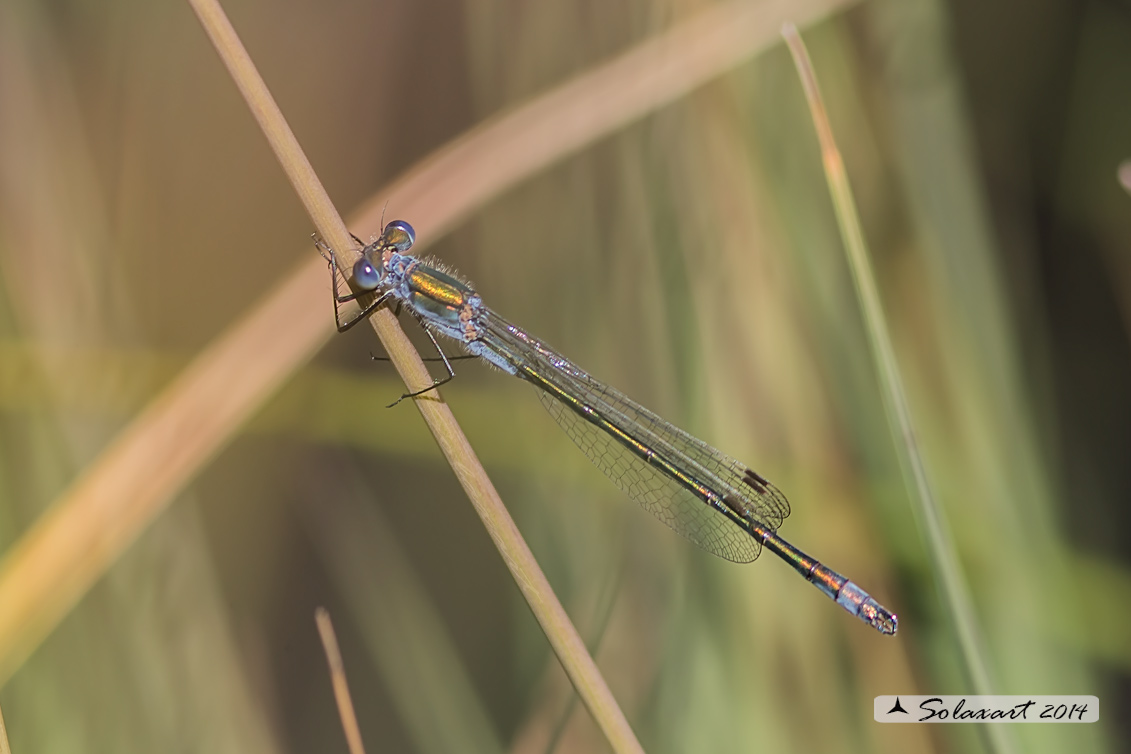 Lestes sponsa (maschio); Emerald Damselfly (male)