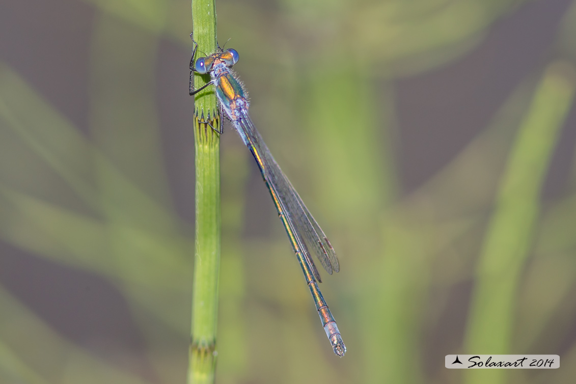 Lestes sponsa (maschio); Emerald Damselfly (male)