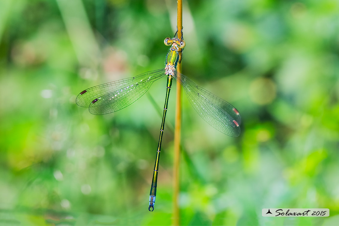 Lestes sponsa (maschio ); Emerald Damselfly (immature male)