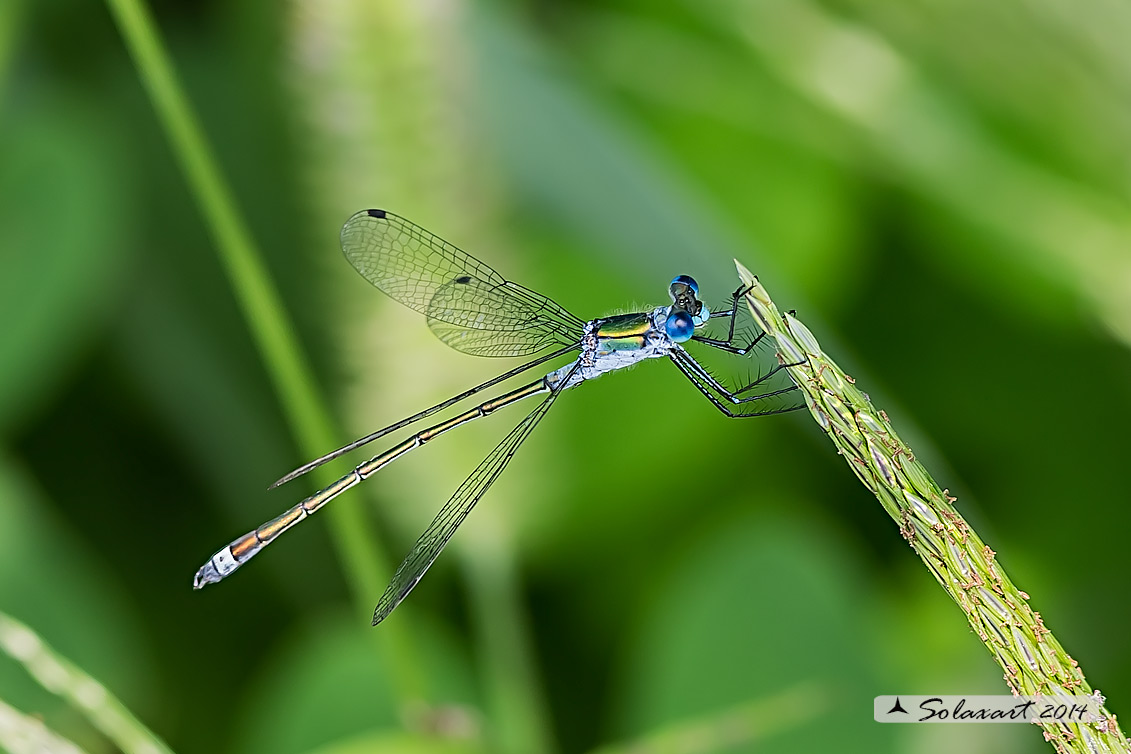Lestes sponsa (maschio); Emerald Damselfly (male)