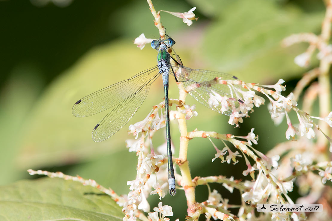 Lestes sponsa (maschio );  Emerald Damselfly (male)