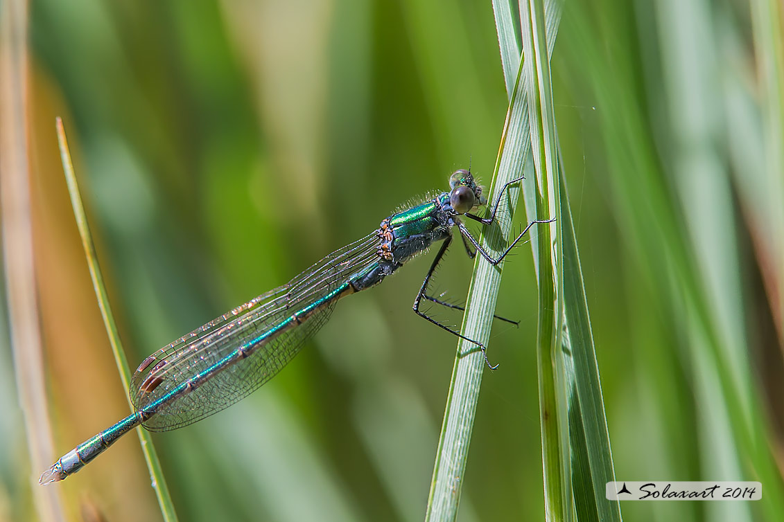 Lestes sponsa - Emerald Damselfly or Common Spreadwing
