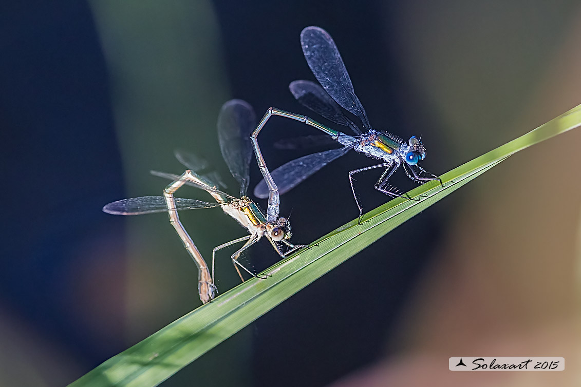 Lestes sponsa (ovodeposizione)  - Emerald Damselfly (endophytic oviposition)
