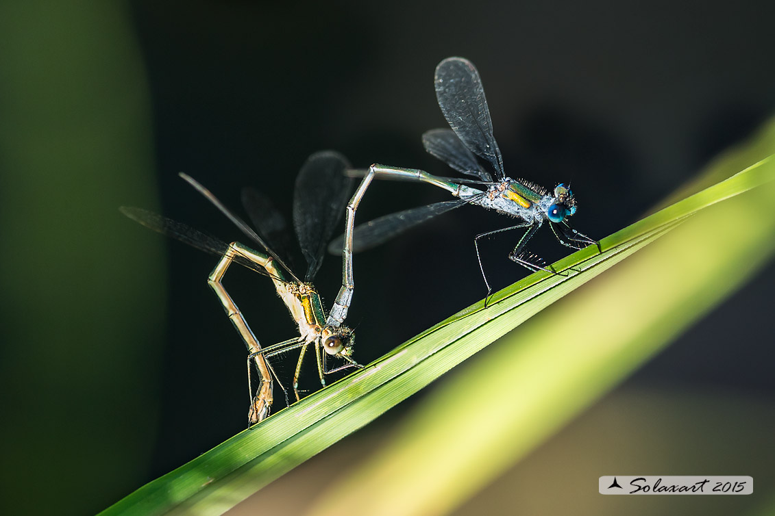 Lestes sponsa (ovodeposizione)  - Emerald Damselfly (endophytic oviposition)
