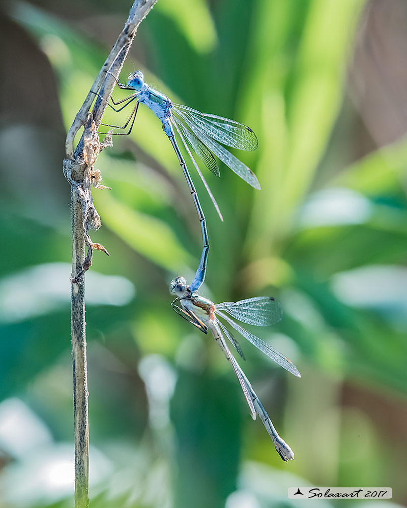 Lestes sponsa (tandem)  -    Emerald Damselfly (tandem)