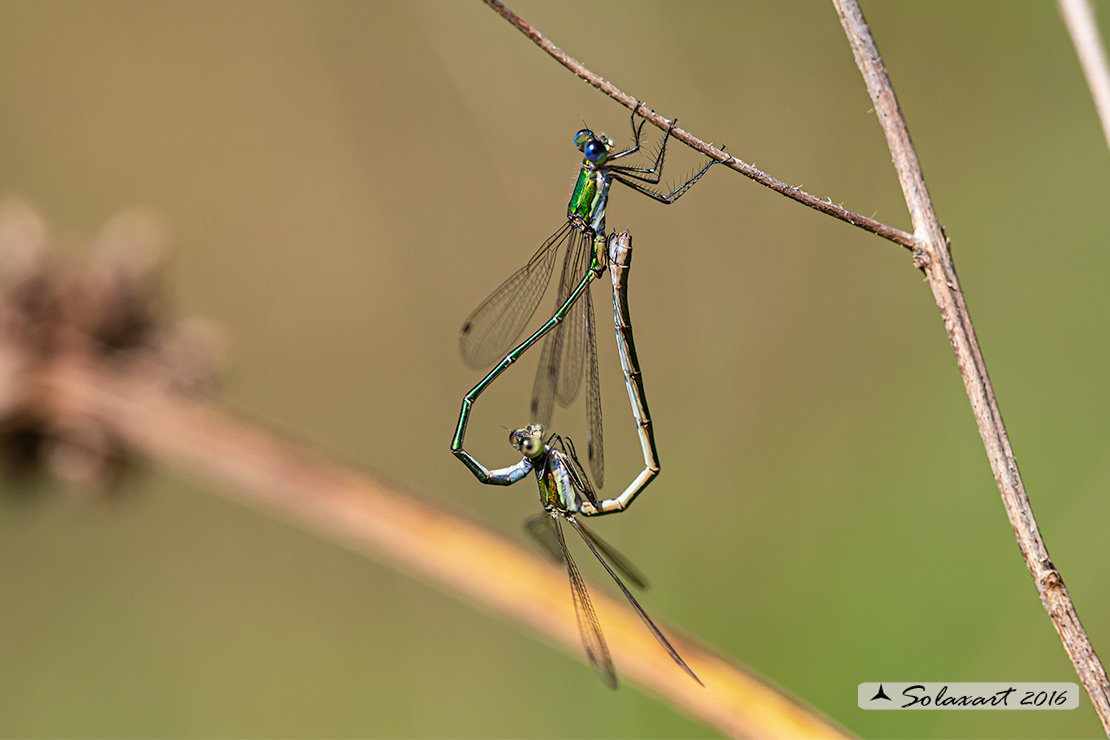 Lestes virens  (copula)  -  Small Emerald Damselfly