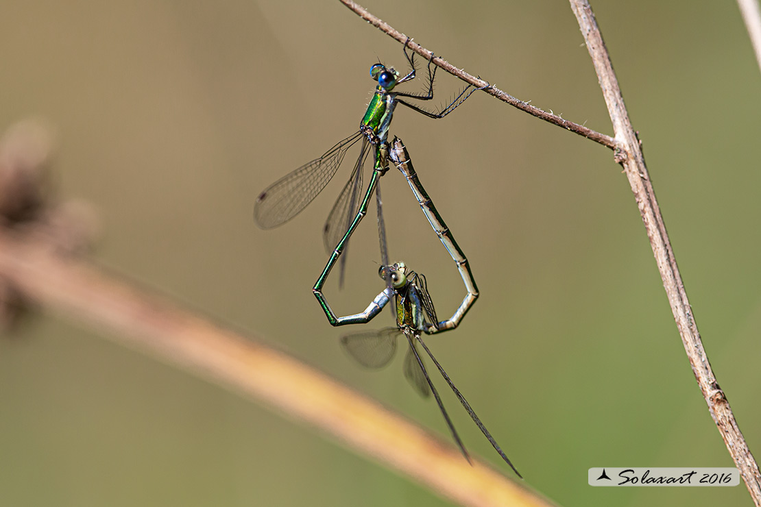 Lestes virens  (copula)  -  Small Emerald Damselfly