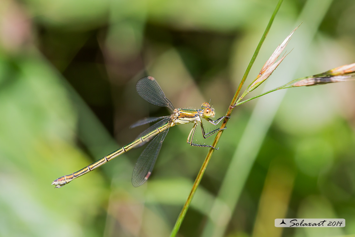 Lestes virens - Small Emerald Damselfly or Small Spreadwing