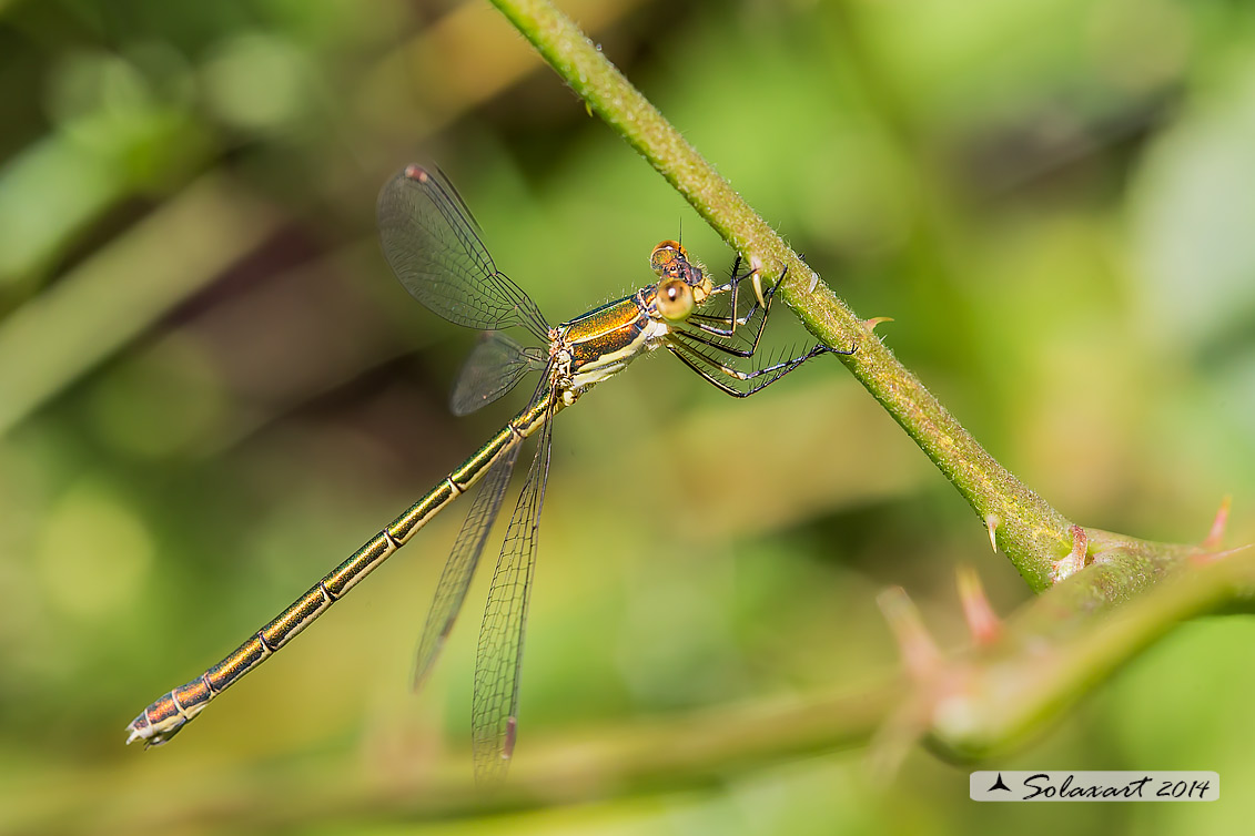 Lestes virens - Small Emerald Damselfly or Small Spreadwing