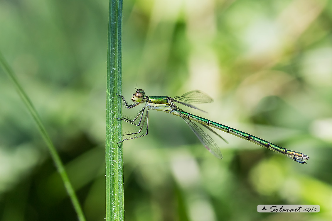 Lestes virens  - Small Emerald Damselfly or Small Spreadwing