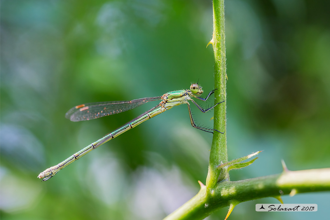 Lestes virens  - Small Emerald Damselfly or Small Spreadwing