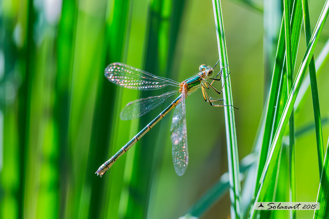 Lestes virens  (femmina)  -  Small Emerald Damselfly or Small Spreadwing  (female)