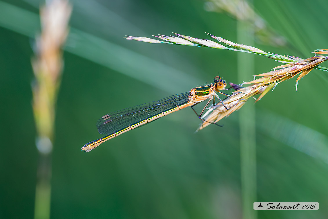 Lestes virens  (femmina)  -  Small Emerald Damselfly or Small Spreadwing  (female)