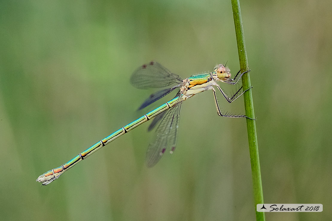 Lestes virens  (femmina)  -  Small Emerald Damselfly or Small Spreadwing  (female)