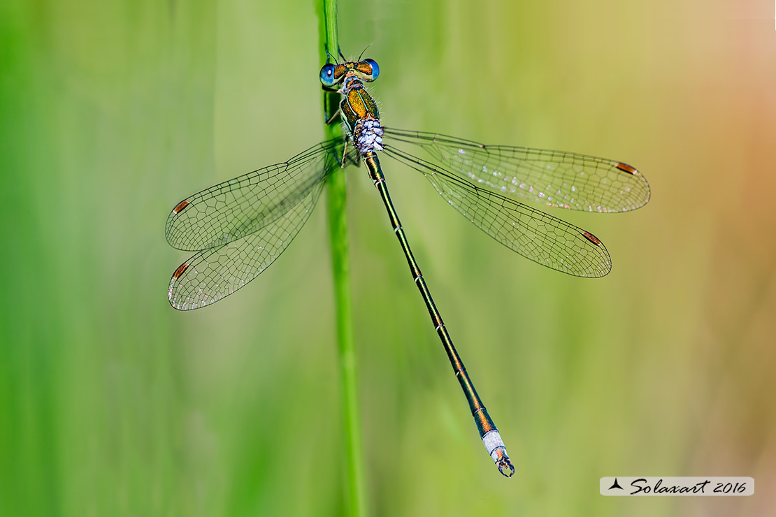 Lestes virens (maschio); Small Emerald Damselfly or Small Spreadwing (male)