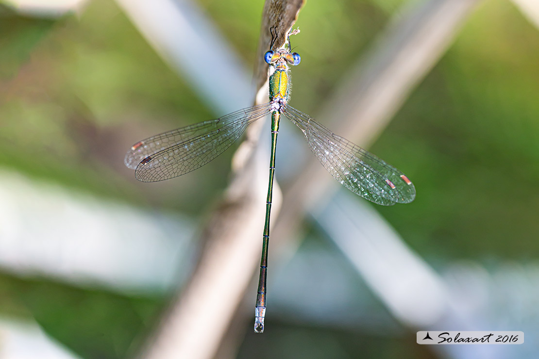 Lestes virens (maschio); Small Emerald Damselfly or Small Spreadwing (male)