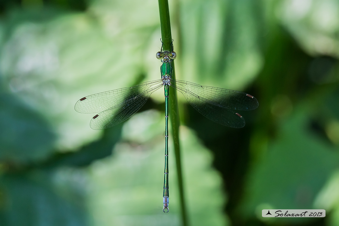 Lestes virens  - Small Emerald Damselfly or Small Spreadwing