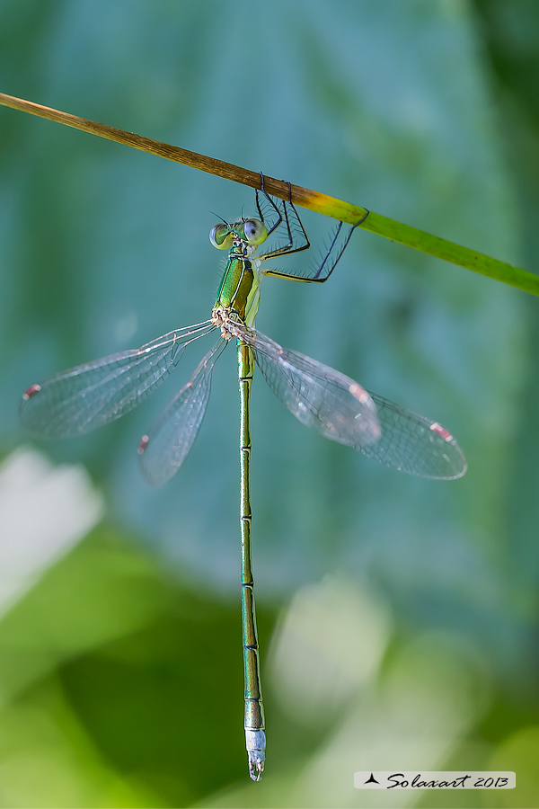 Lestes virens  - Small Emerald Damselfly or Small Spreadwing