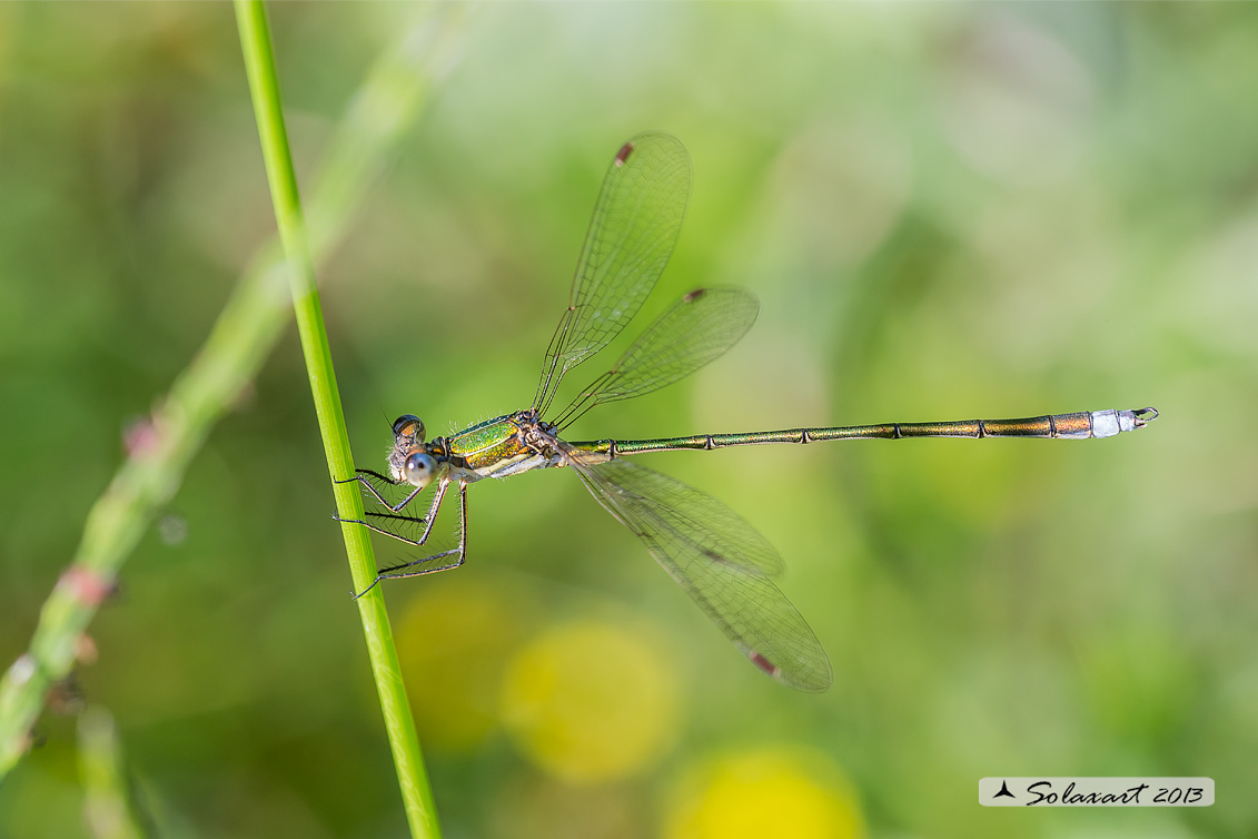 Lestes virens  (maschio)  -  Small Emerald Damselfly or Small Spreadwing  (male)