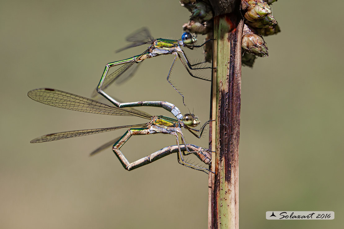 Lestes virens  (tandem)  -  Small Emerald Damselfly