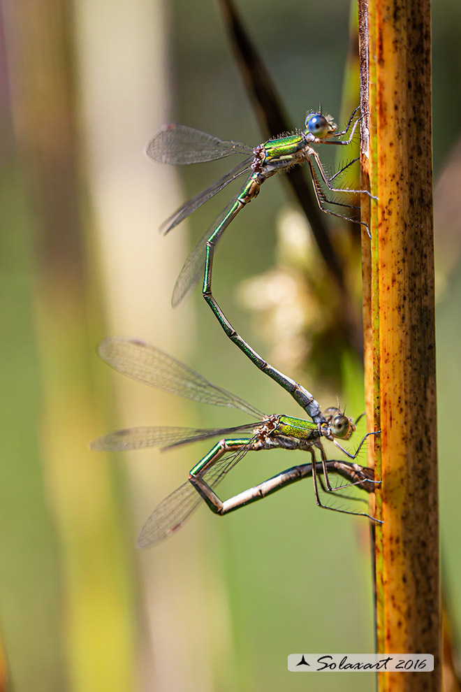 Lestes virens  (tandem)  -  Small Emerald Damselfly