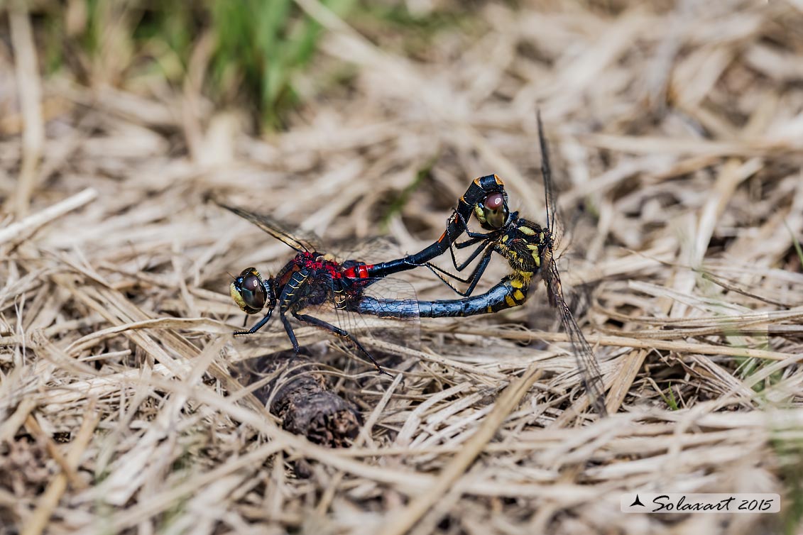 Leucorrhinia dubia:  Frontebianca comune (copula) ; White-faced darter (copula)