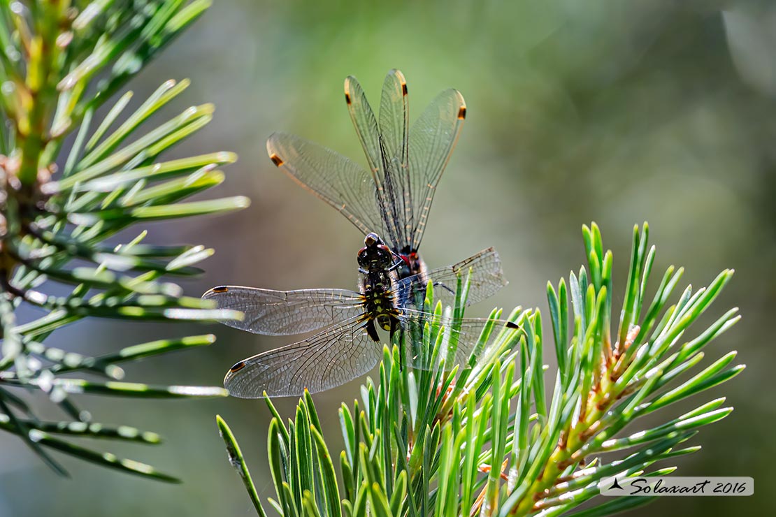 Leucorrhinia dubia:  Frontebianca comune (copula) ; White-faced darter (copula)