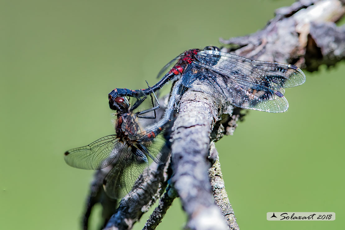 Leucorrhinia dubia:  Frontebianca comune (copula) ; White-faced darter (copula)