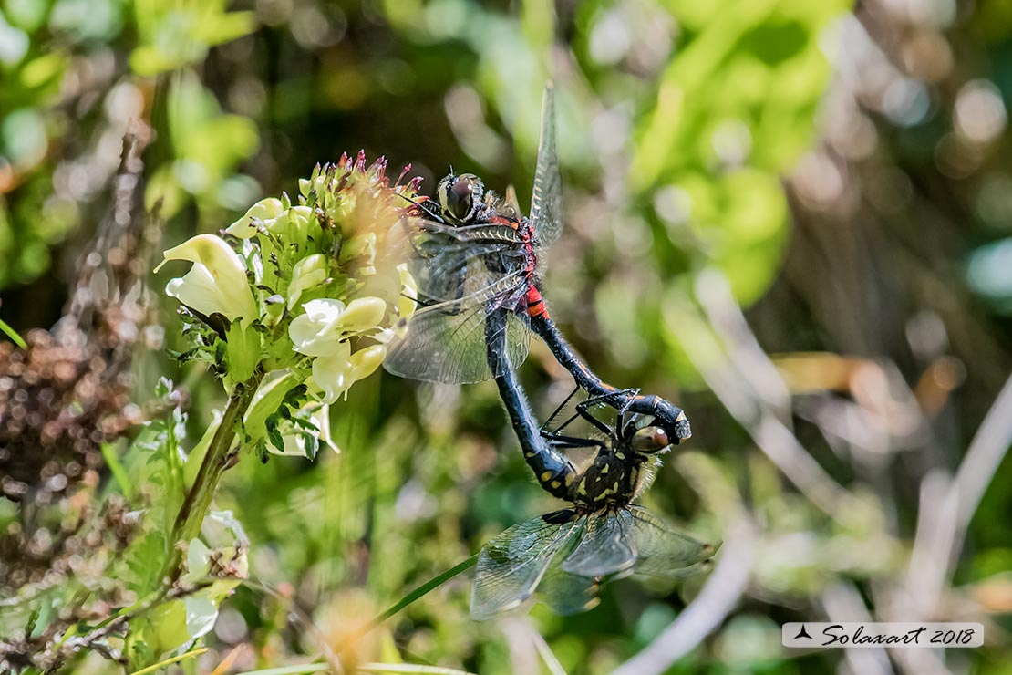 Leucorrhinia dubia:  Frontebianca comune (copula) ; White-faced darter (copula)