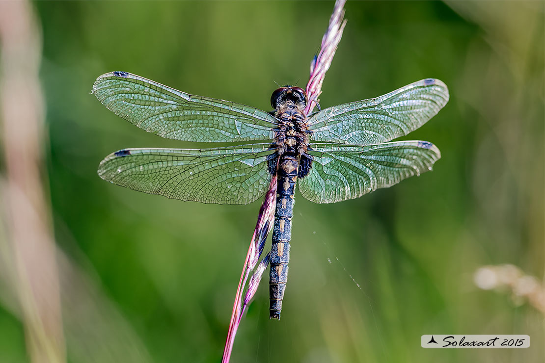 Leucorrhinia dubia:  Frontebianca comune (femmina) ; White-faced darter (female)