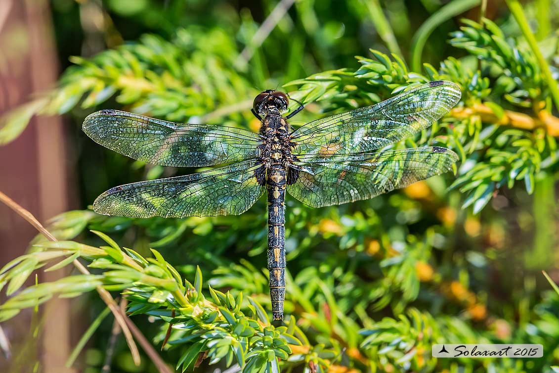 Leucorrhinia dubia:  Frontebianca comune (femmina) ; White-faced darter (female)