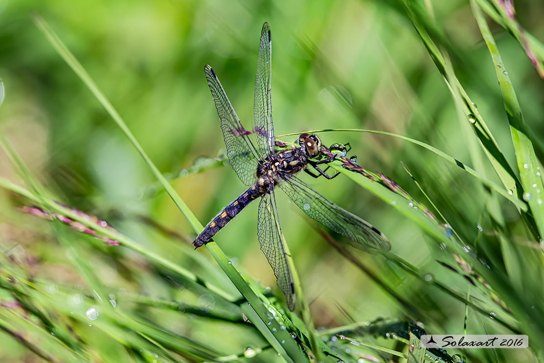 Leucorrhinia dubia: Frontebianca comune (femmina); White-faced darter (female)