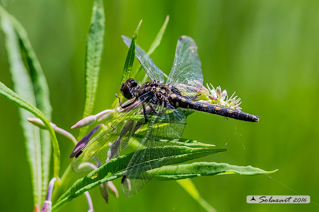 Leucorrhinia dubia: Frontebianca comune (femmina); White-faced darter (female)