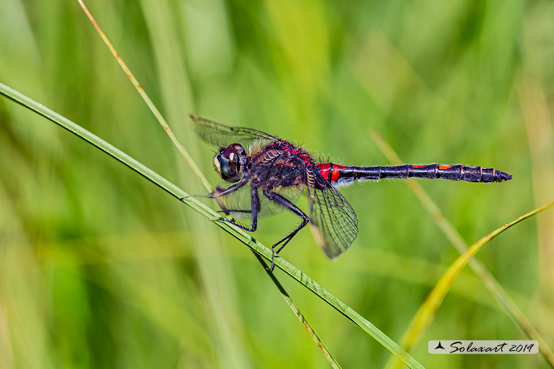 Leucorrhinia dubia: Frontebianca comune (maschio) ; White-faced darter (male)