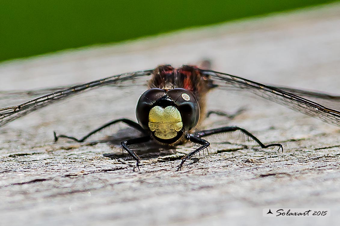 Leucorrhinia dubia:  Frontebianca comune (maschio) ;  White-faced darter  (male)