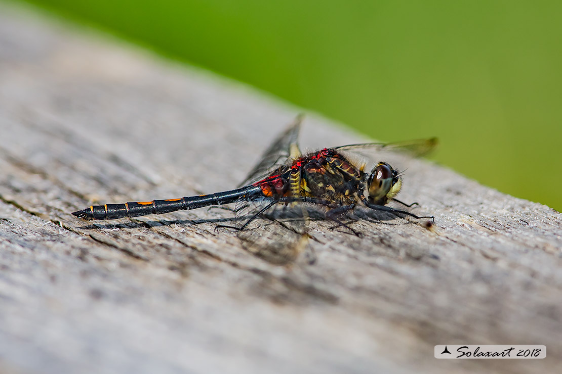 Leucorrhinia dubia:  Frontebianca comune (maschio) ;  White-faced darter  (male)