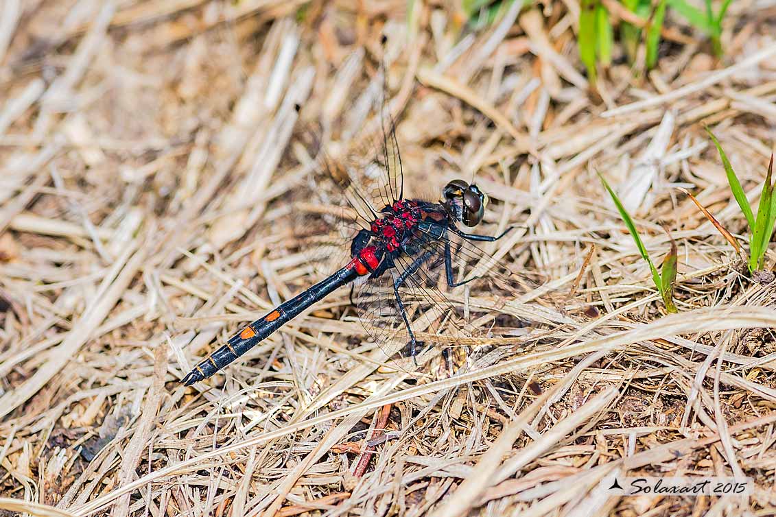 Leucorrhinia dubia:  Frontebianca comune (maschio) ;  White-faced darter  (male)