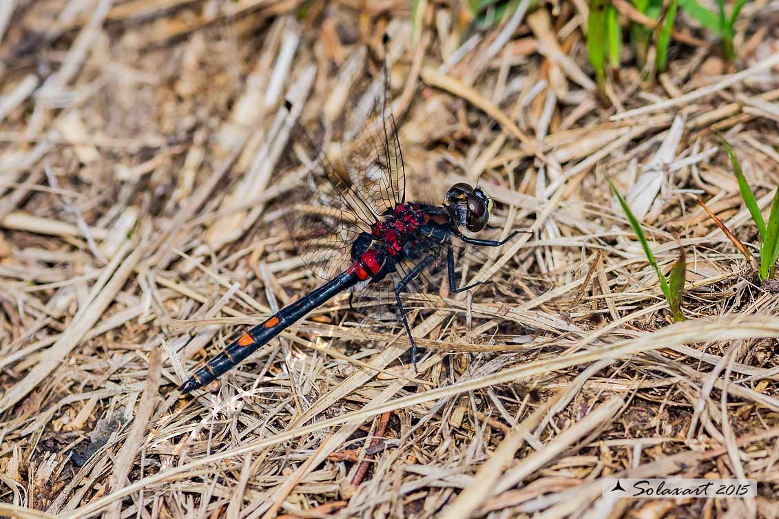 Leucorrhinia dubia:  Frontebianca comune (maschio) ;  White-faced darter  (male)