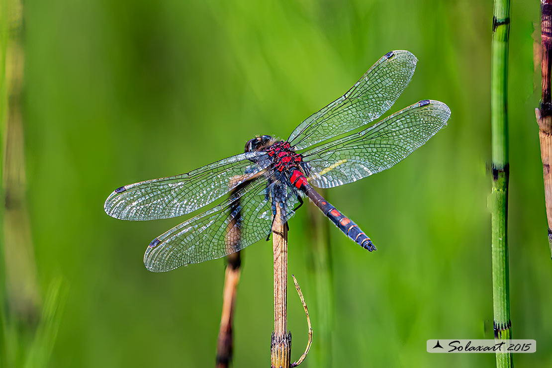 Leucorrhinia dubia: Frontebianca comune (maschio); White-faced darter (male)