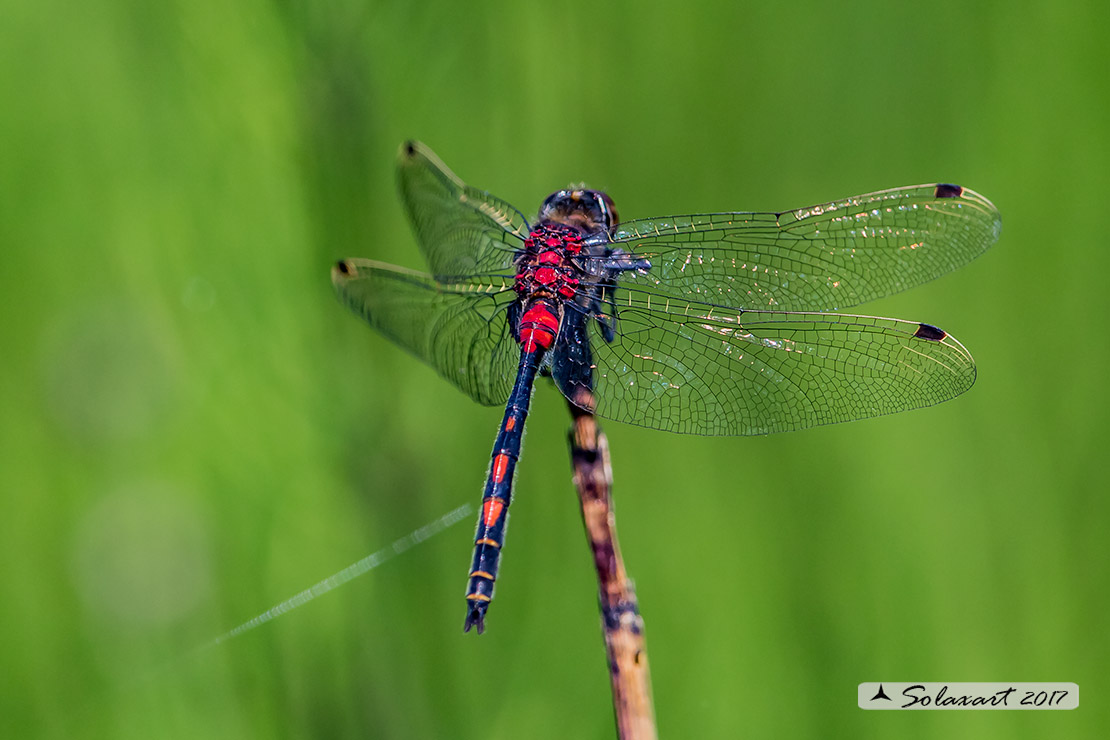 Leucorrhinia dubia: Frontebianca comune (maschio) ; White-faced darter (male)