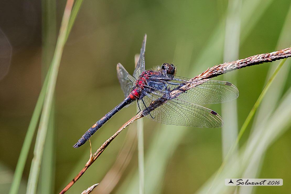 Leucorrhinia dubia: Frontebianca comune (maschio); White-faced darter (male)