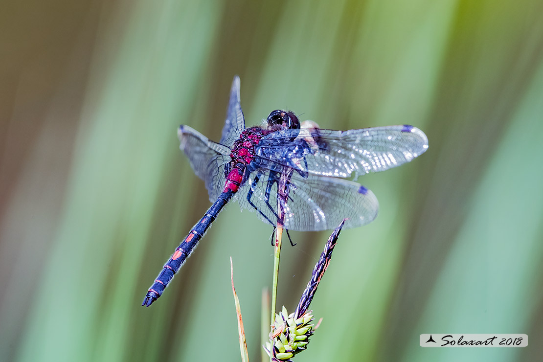 Leucorrhinia dubia: Frontebianca comune (maschio) ; White-faced darter (male)