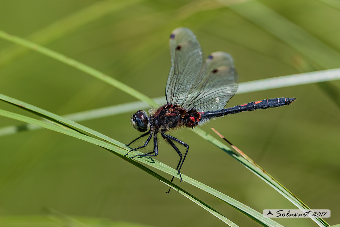 Leucorrhinia dubia: Frontebianca comune (maschio) ; White-faced darter (male)