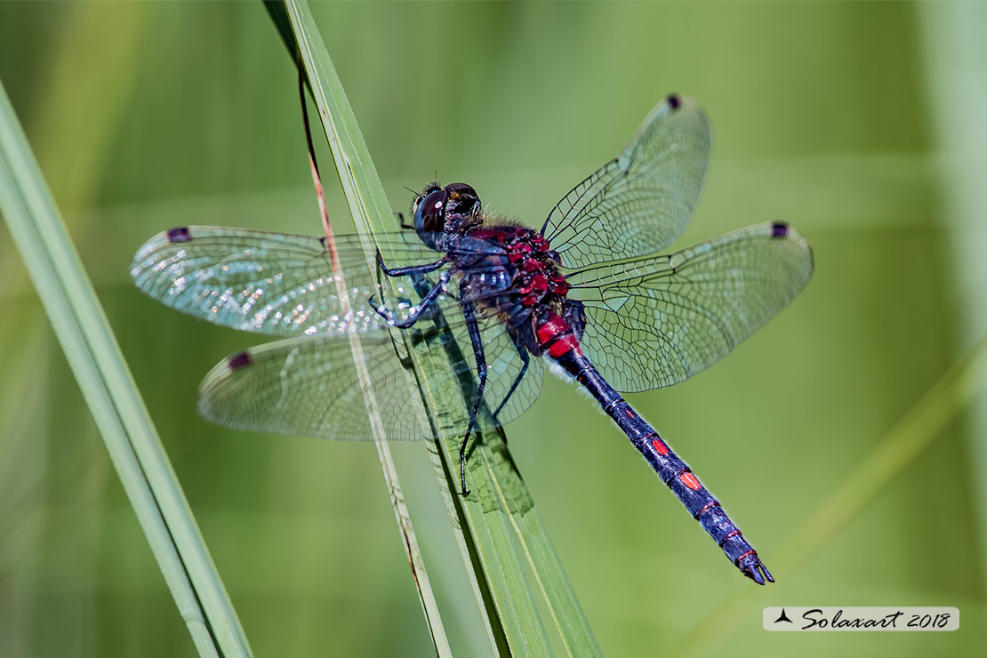 Leucorrhinia dubia: Frontebianca comune (maschio) ; White-faced darter (male)